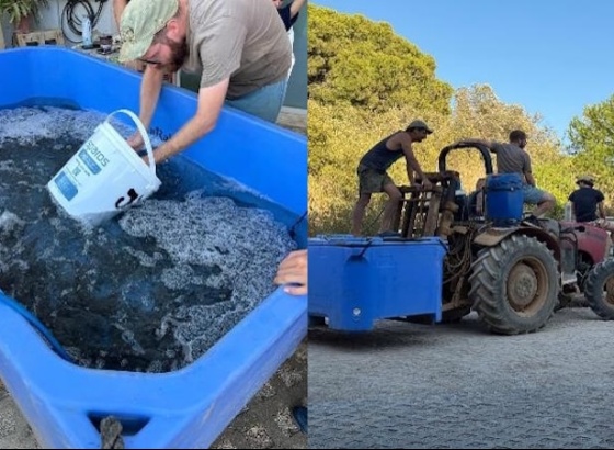 IPMA libertou 3 mil corvinas na Ria Formosa