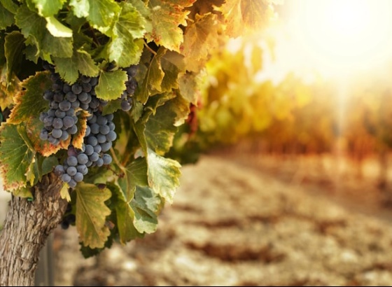 Lagoa Wine Tourism Fórum regressa em novembro para "impulsionar identidade vinícola da região"