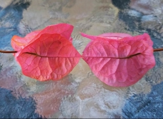 Biblioteca de Portimão apresenta obra literária de Filomena Sequeira