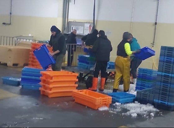 600 quilos de pescado apreendidos em embarcação no porto de pesca do rio Arade