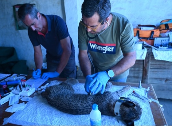 Monitoriza&ccedil;&atilde;o do Lince-Ib&eacute;rico alcan&ccedil;a resultados hist&oacute;ricos no Sul de Portugal