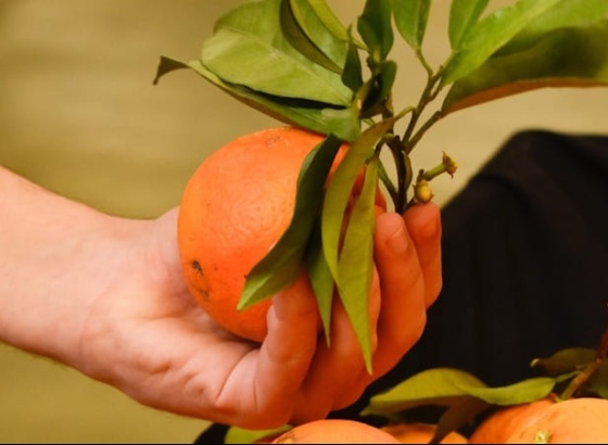Mercado Municipal de Portim&atilde;o dedica v&aacute;rios dias &agrave; laranja com showcookings e anima&ccedil;&atilde;o  