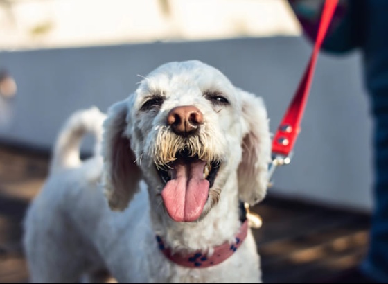 C&atilde;ominhadas de Albufeira arrancam no dia 24 e j&aacute; t&ecirc;m inscri&ccedil;&otilde;es abertas