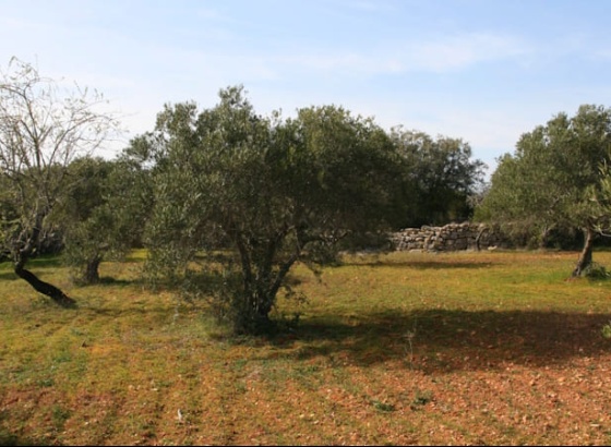 S&atilde;o Br&aacute;s de Alportel investe na valoriza&ccedil;&atilde;o do pomar tradicional de sequeiro
