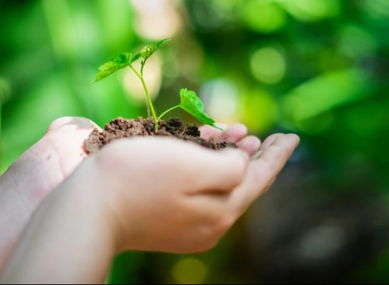 Abertas candidaturas para pr&eacute;mio liter&aacute;rio: Medronheiro Selvagem