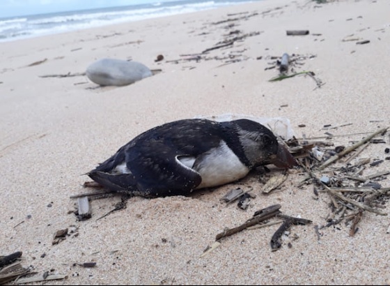 Onda de papagaios-do-mar nas praias portuguesas. SPEA pede registo de ocorr&ecirc;ncias