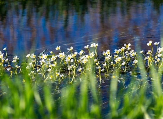Alagoas Brancas v&atilde;o ser discutidas na Assembleia da Rep&uacute;blica