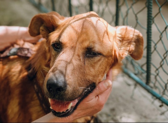 Munic&iacute;pio de S&atilde;o Br&aacute;s de Alportel aprova continua&ccedil;&atilde;o de incentivo &agrave; ado&ccedil;&atilde;o de animais abandonados