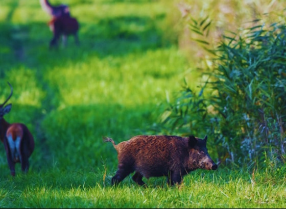 Sess&atilde;o em Salir esclarece ca&ccedil;adores sobre manipula&ccedil;&atilde;o e venda de carne de ca&ccedil;a