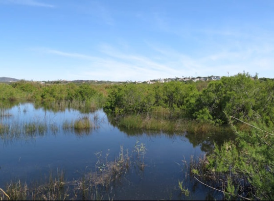 C&acirc;mara de Loul&eacute; apresenta queixa &laquo;contra prevaricadores&raquo; em crime ambiental