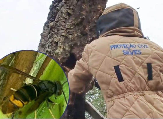 Autarquia de Silves toma medidas para monitorizar presen&ccedil;a da vespa asi&aacute;tica no concelho