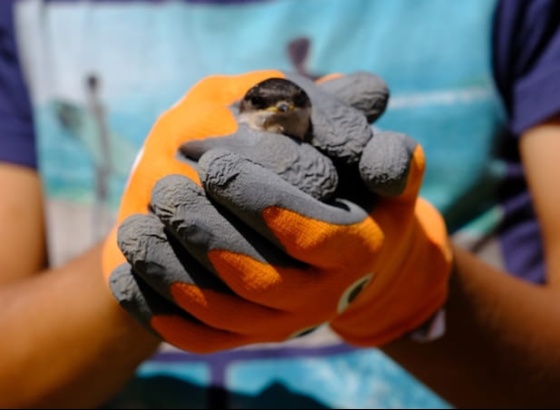 S&atilde;o Br&aacute;s de Alportel d&aacute; continuidade ao projeto de alojamento local para aves