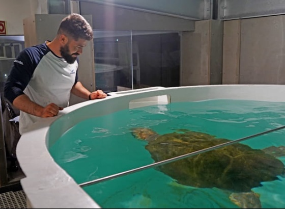 Novo Porto d'Abrigo do Zoomarine recebeu tartaruga de 120 kg 