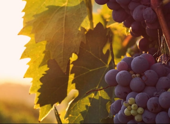 Museu de Loul&eacute; proporciona &ldquo;viagem hist&oacute;rica&rdquo; com prova de vinhos