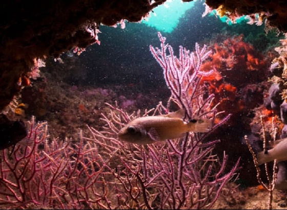 Arma&ccedil;&atilde;o de P&ecirc;ra recebe 3.&ordf; Confer&ecirc;ncia do Mar