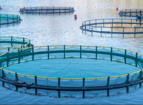 CCMAR apresenta plataforma que refor&ccedil;a compet&ecirc;ncias dos profissionais do setor da aquacultura