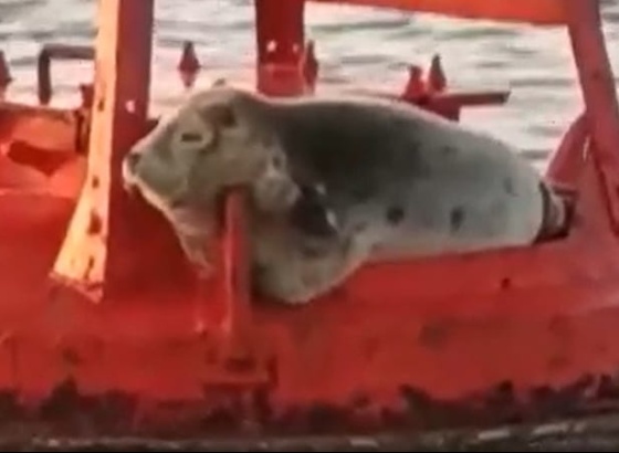 Foca dos mares do norte avistada na Ria Formosa