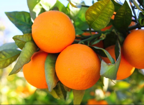 Roubo de laranja algarvia nos campos deixa citricultores preocupados