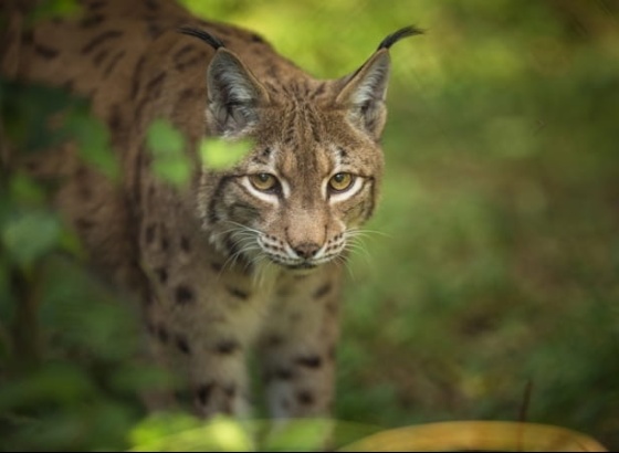 Centro Nacional de Reprodu&ccedil;&atilde;o de lince-ib&eacute;rico procura volunt&aacute;rios