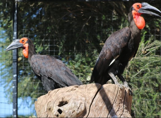 Zoo de Lagos regista primeiro nascimento de um calau-terrestre em Portugal