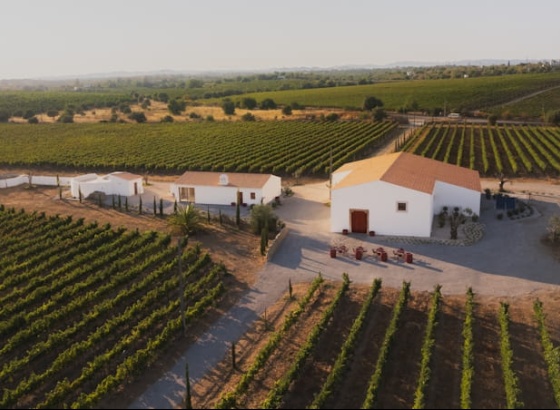 Programa &ldquo;Cabaz da Terra&rdquo; promove visita dedicada aos vinhos do concelho de Tavira 