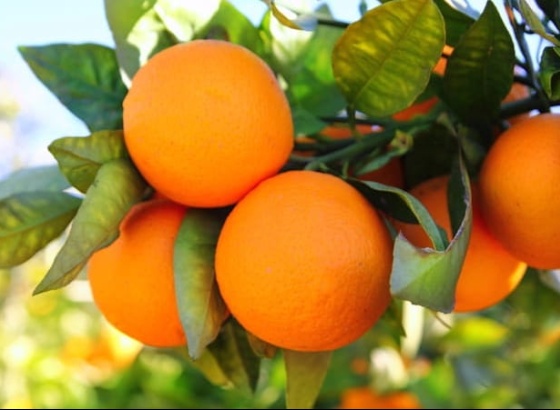 PSD Algarve quer refor&ccedil;o policial contra furtos organizados de laranja na regi&atilde;o 