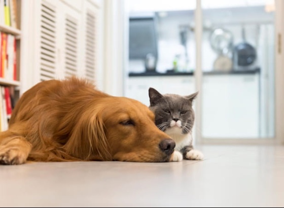 Como podem reagir c&atilde;es e gatos ao eclipse solar de 12 de agosto?
