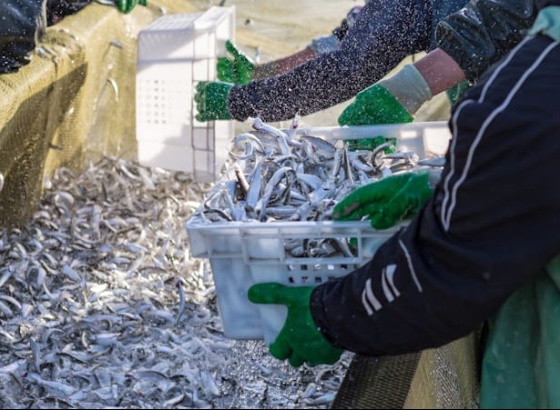 Produtores do Algarve prop&otilde;em paragem da pesca com ganchorra por um m&ecirc;s e meio