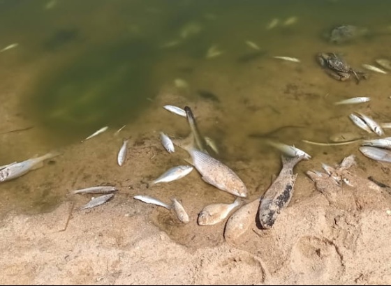 Baixo n&iacute;vel de oxig&eacute;nio provoca morte de peixes na Ribeira de Alcantarilha