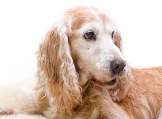 Loul&eacute; abre concurso para o c&atilde;o mais idoso do concelho