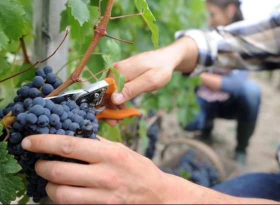 Viticultura algarvia espera subir produ&ccedil;&atilde;o e atingir quase 2 milh&otilde;es de litros