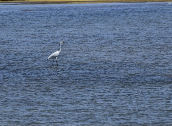 Associa&ccedil;&otilde;es defendem que Lagoa dos Salgados deve ser reserva natural