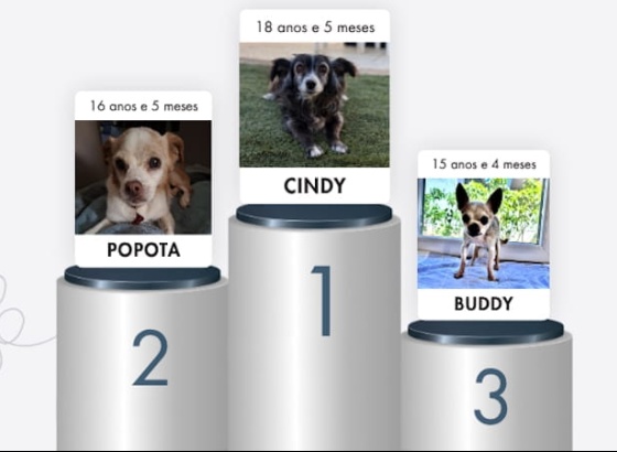 J&aacute; &eacute; conhecido o &ldquo;C&atilde;o mais idoso do concelho de Loul&eacute;&rdquo;