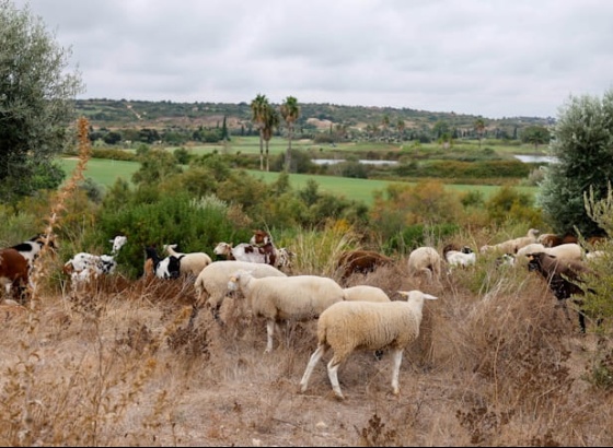 Ovelhas e cabras fazem manuten&ccedil;&atilde;o natural de empreendimento tur&iacute;stico em Silves 
