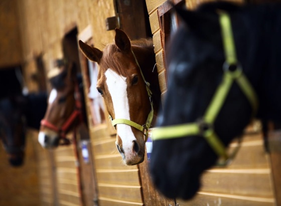Marina de Albufeira recebe 2&ordf; edi&ccedil;&atilde;o da Feira Equestre do Sul