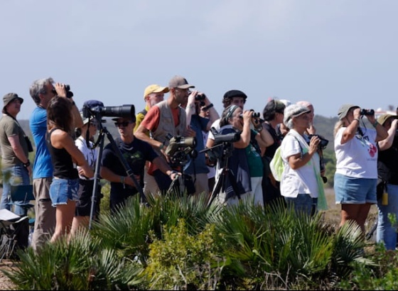 Festival de Observa&ccedil;&atilde;o de Aves de Sagres atraiu 1.568 participantes de 30 nacionalidades