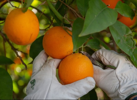 Frusoal investe 515 mil euros em laborat&oacute;rio para estudar praga que amea&ccedil;a citrinos no Algarve
