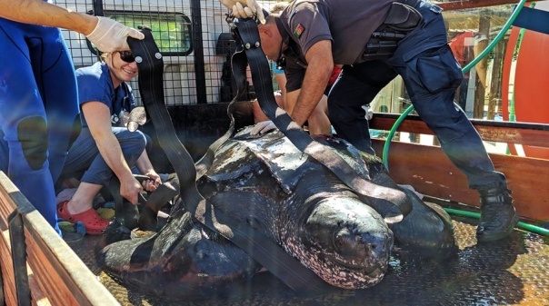 Zoomarine pede a pescadores que apanhem medusas para tartaruga em recuperação