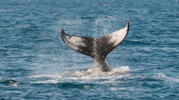 Centro de Ciências do Mar quer conhecer melhor cetáceos no mar do Algarve