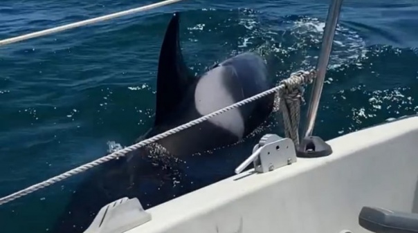 Veleiro a caminho de Itália travado por orcas no Algarve (C/Vídeo) 