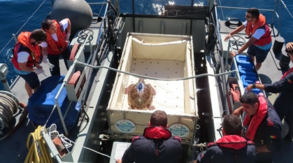 Marinha Portuguesa e o Zoomarine libertaram mais uma tartaruga ao largo de Faro 
