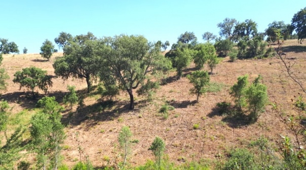 Município de Loulé quer plantar milhares de árvores até 2025 e conta com a sua ajuda