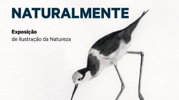 Exposição de ilustração da natureza em Lagoa a partir de 7 de setembro 