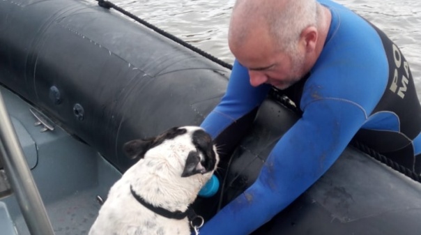Portimão: Polícia Marítima resgatou cão que se encontrava isolado numa zona de sapal