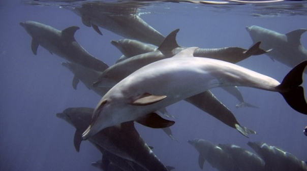 Vídeo emocionante mostra "luto" de golfinhos em águas algarvias  