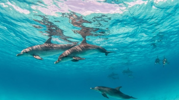 PAN aplaude medida que impõe limite de embarcações para observação de cetáceos na costa algarvia