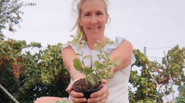 Algarve recebe primeira floresta Miyawaki 