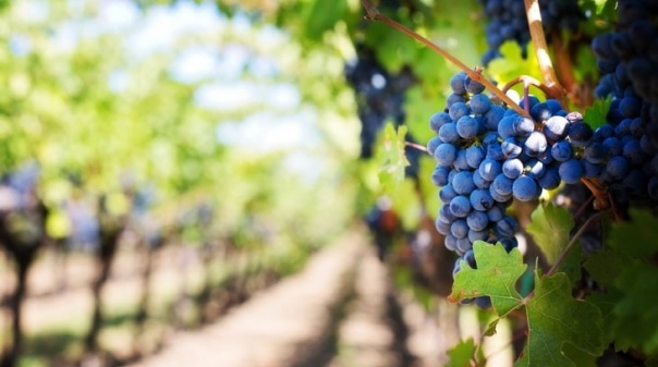 Produtores de vinho no Algarve triplicam em 10 anos e setor aposta no enoturismo