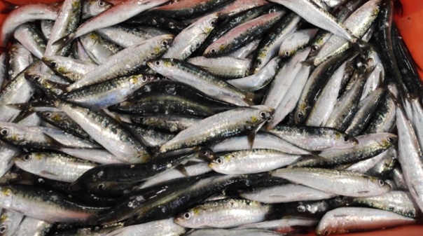 Apreendidas 2,4 toneladas de sardinha em Portimão