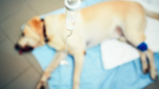 PAN Algarve chocado pela morte por envenenamento de centenas de animais 